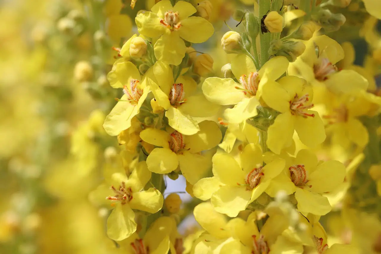 Estratto di Fiori di Verbasco Illuminante